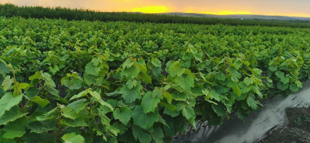 Butasi vita de vie direct de la producător