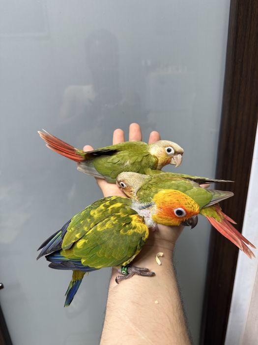 Papagali vorbitori pui pyrrhura pirura