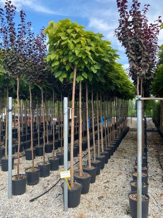 Tei argintiu mirositor, Platani - stejar mesteacăn mutitulpinar