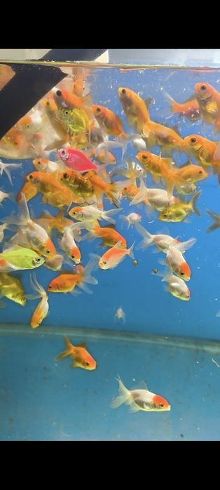 Олтин баликлар сотилади