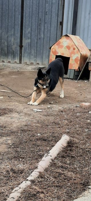 В добрые руки...