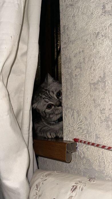 Британский Шиншила