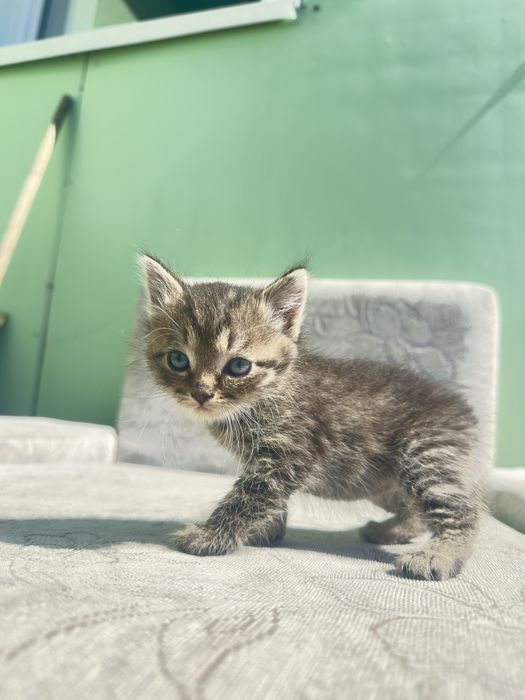 Котята ищут дом