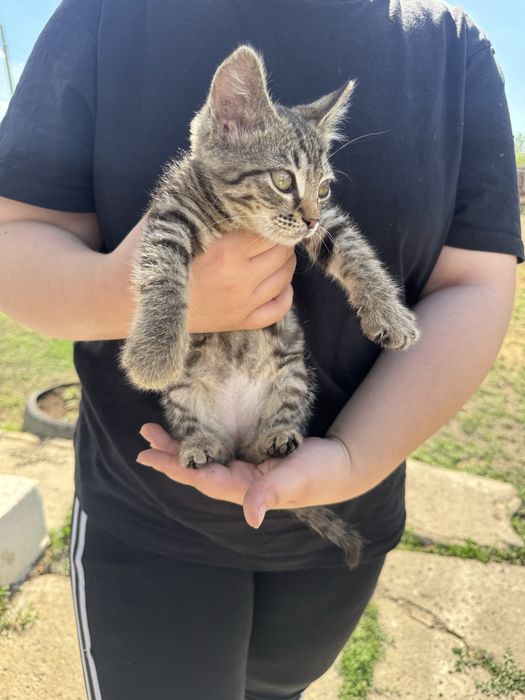 Котенок (девочка)