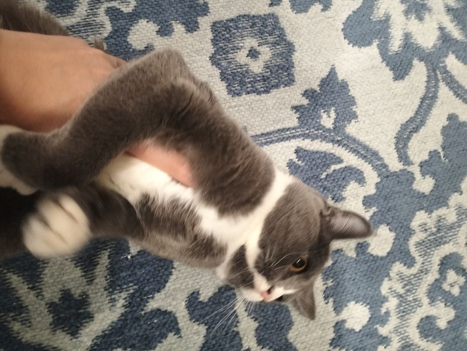 Отдам кошечку в добрые руки