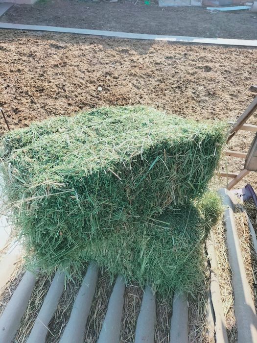 Жонышка,беде,сено,сабан пресс