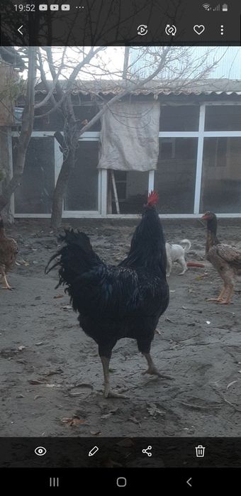 Жерси гигант жужа хуроз сотилади 500 минг