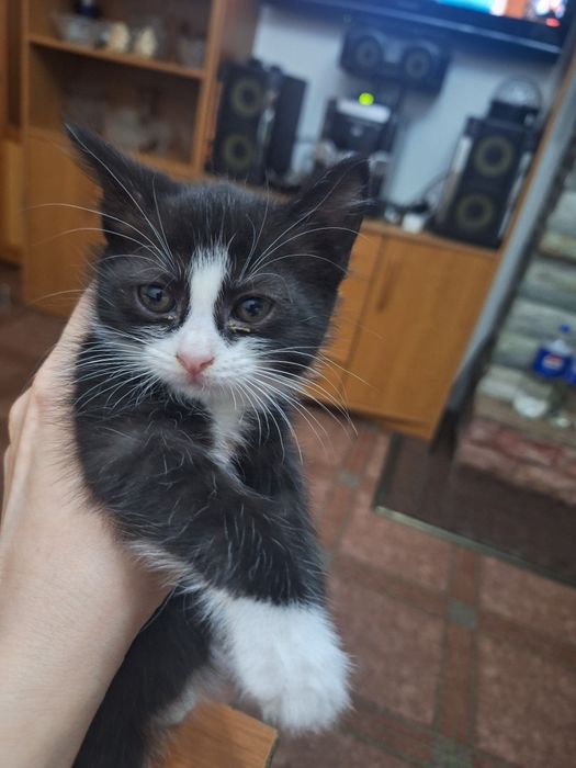 Отдам котят, бесплатно