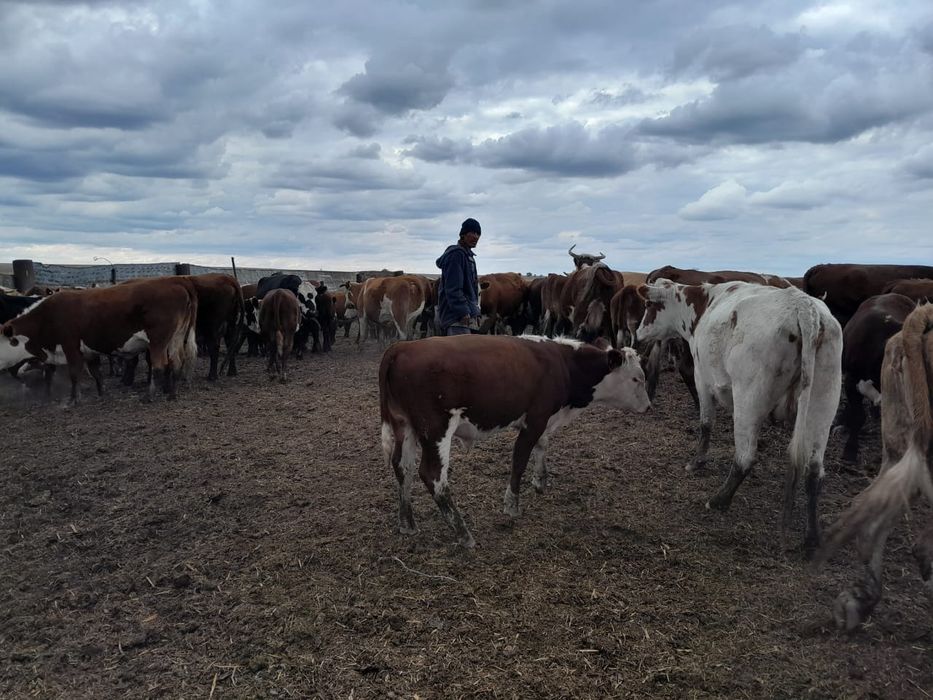 Обмен КРС продажа