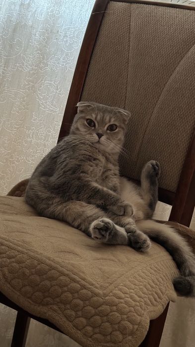 Продаю кошку стирилизованную