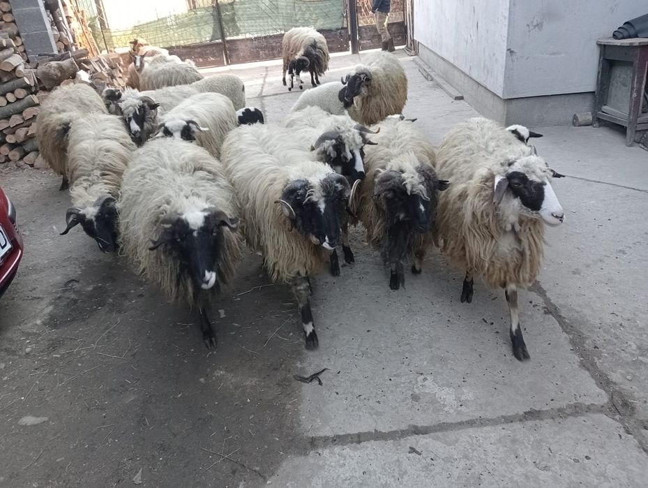 9 oi cu miei mai multe detalii la telefon