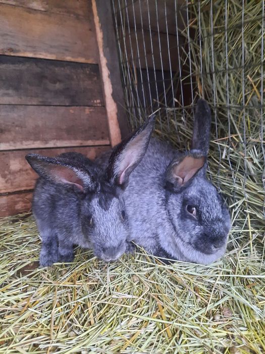 Кролики Полтавское серебро