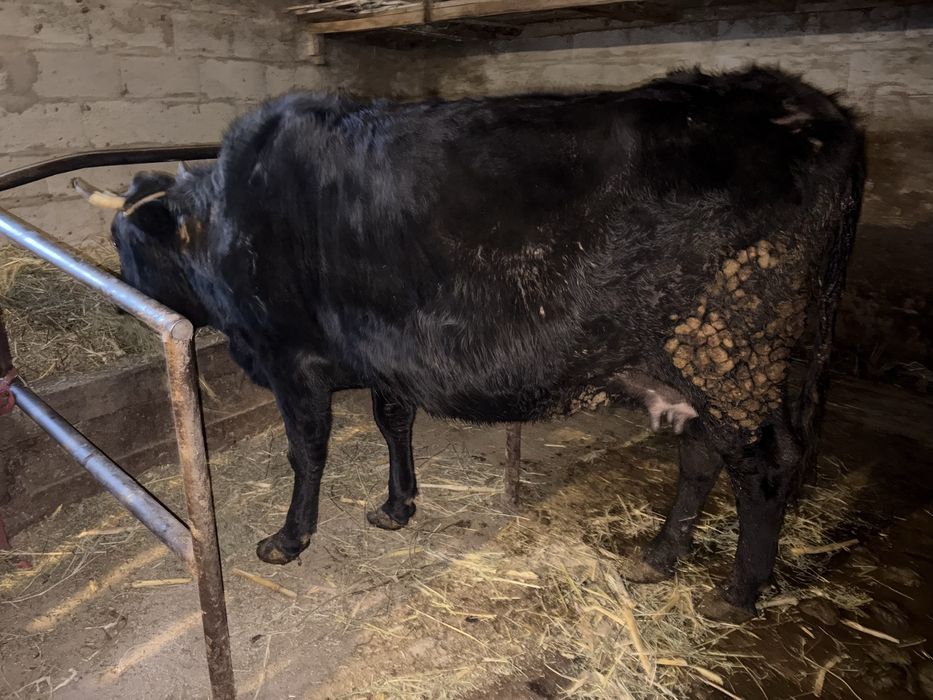 Сауын сиыр бұзаулы