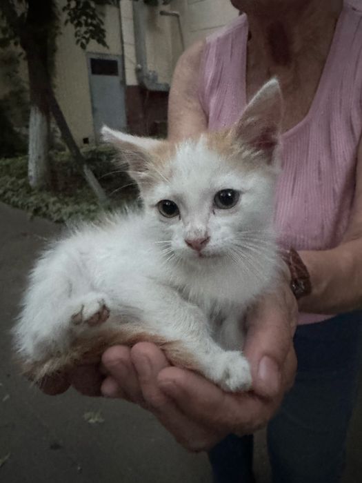 Котенок в хорошие руки