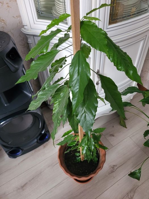 Комнатный цветок