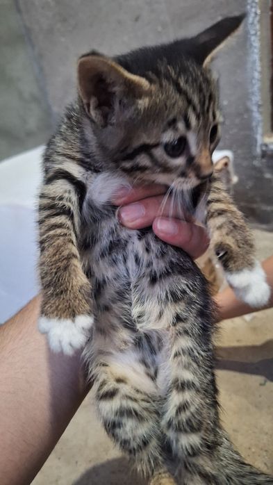 Мушуклар берилади