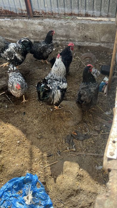 Продам барневельдеров