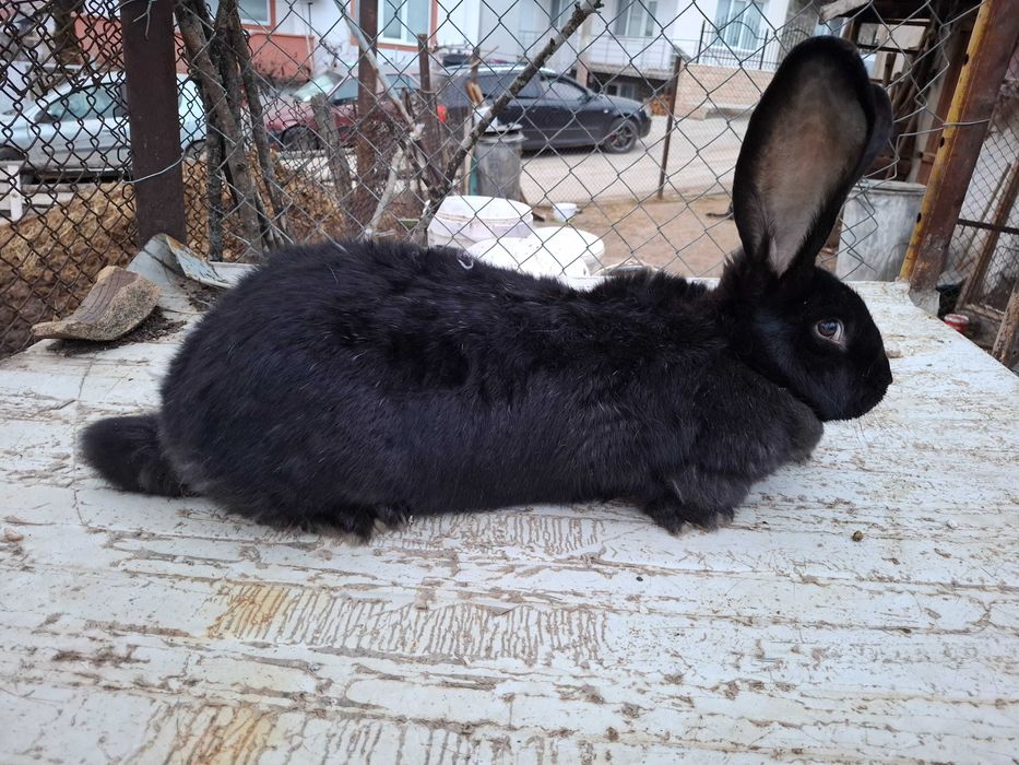 Продавам зайци малки и големи