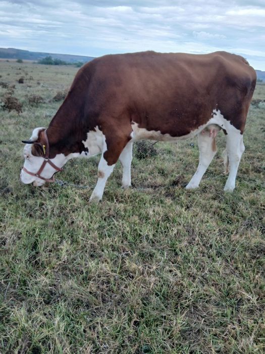 Vacă gestanta de vanzare