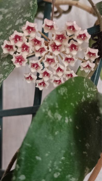 Крассипетиолата сплеш, Пхувуаенсис, Бордени