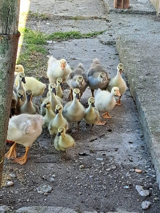 Boboci de gasca leseasca