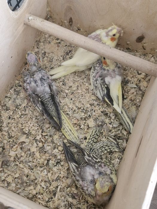 Продаю птиц Корелла