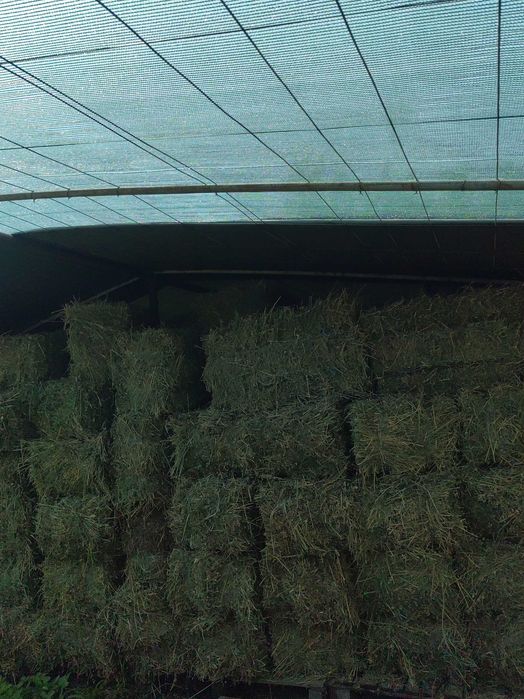Продавам чиста люцерна