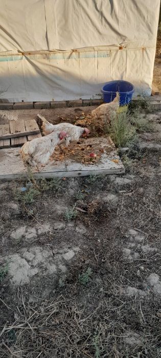 Куры несушки. Тауықтар сатамын.