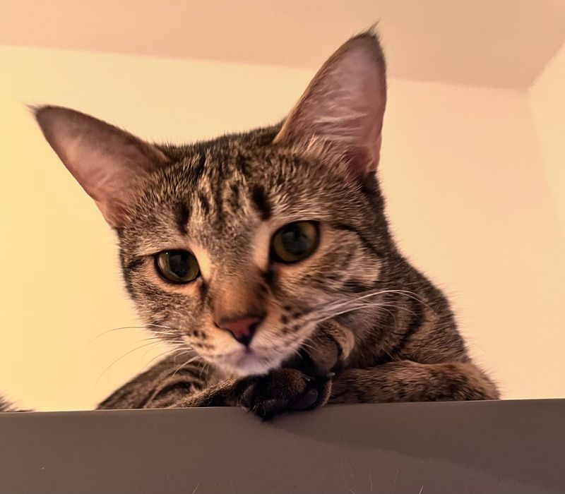 Отдам кошек в добрые руки