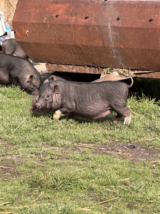 Виетнамски прасета