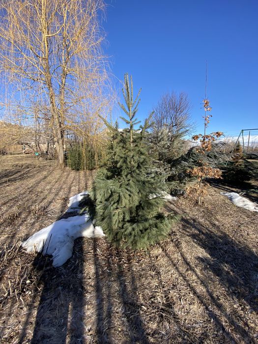 Ель саженец ель саженец