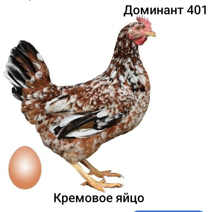 Инкубационое яйцо Доминант.