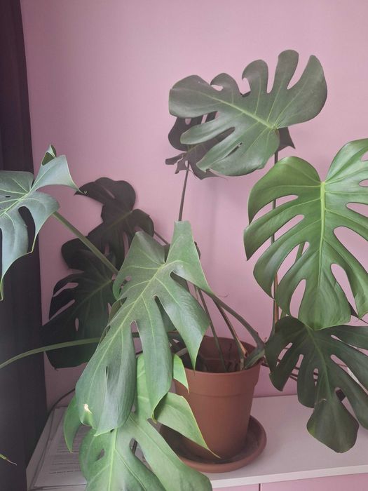 Vand monstera planta adulta