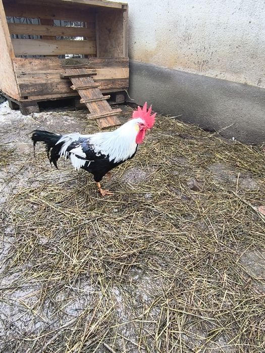 Pui de găină diferite rase amestecate