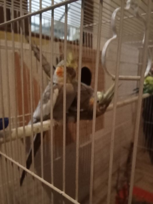 Папугайи кареллы