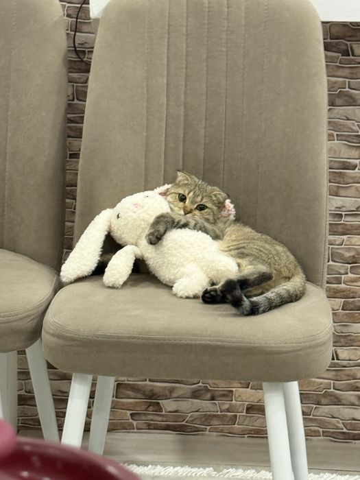 Отдам котёнка в добрые руки