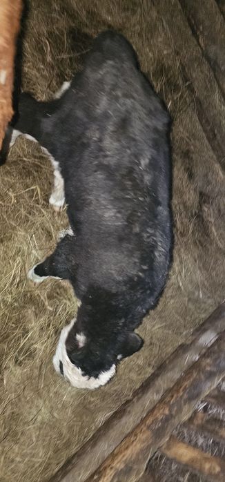 Продам телят бычков две головы