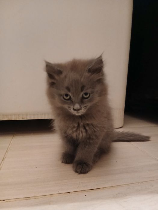 Котята бесплатно