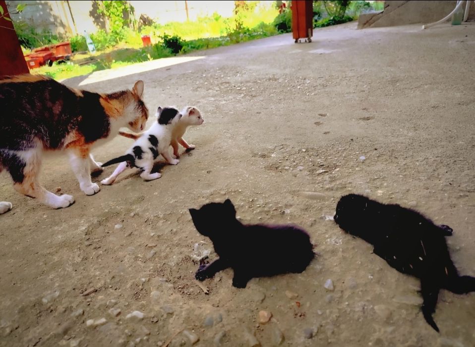 Donez cu drag două pisicuțe adorabile
