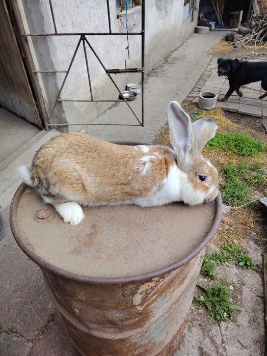 Два големи заека