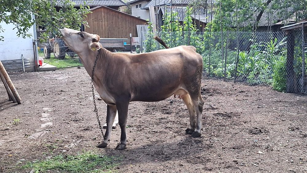 Vacă brună de maramureș