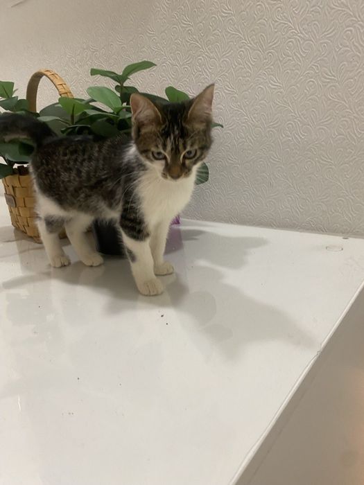 Продаем домашних котят,вакцинированые в надёжные, любищие руки