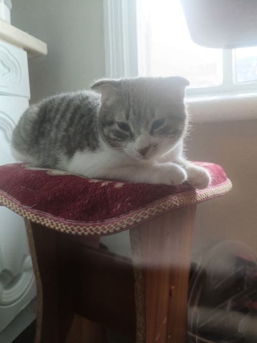 Отдам британца в добрые руки