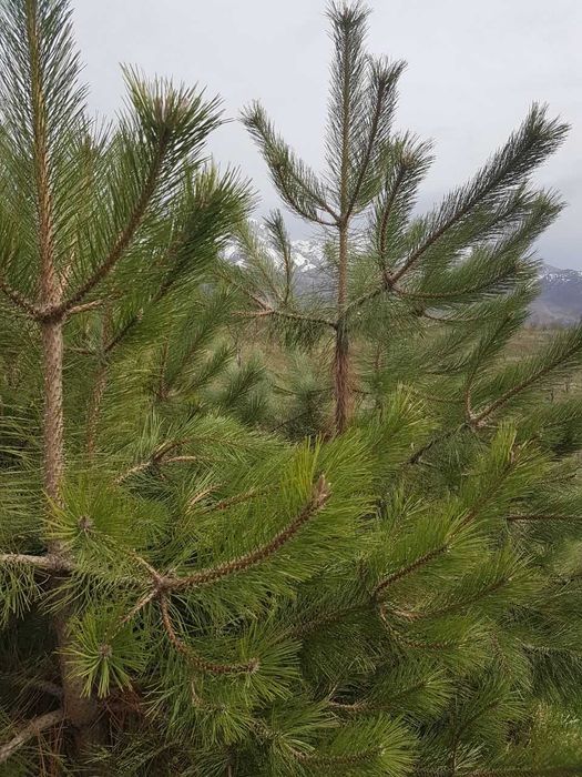 Продается саженцы Крымской сосны