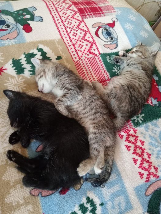 Котята, отдам в добрые руки