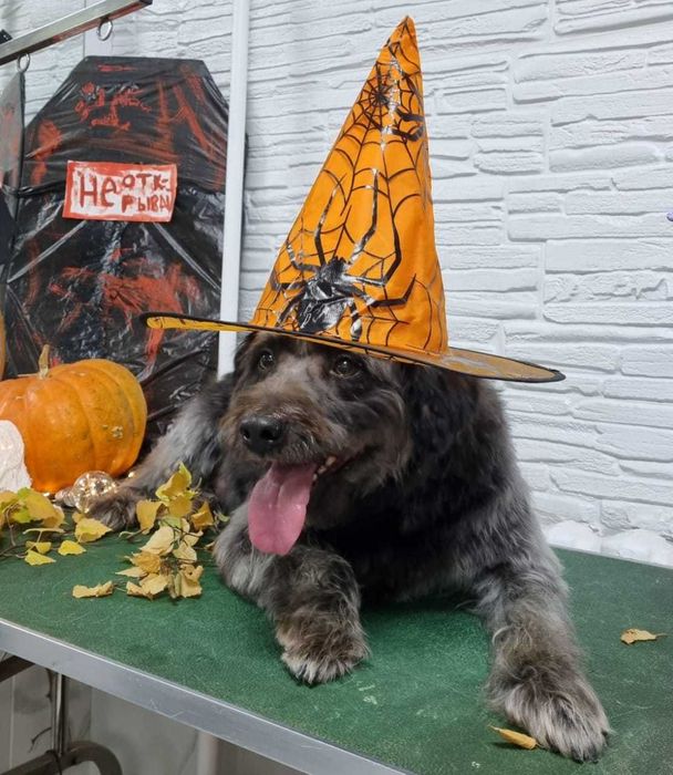 Собака в добрые руки