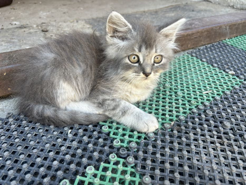 Котята, отдам добрые руки