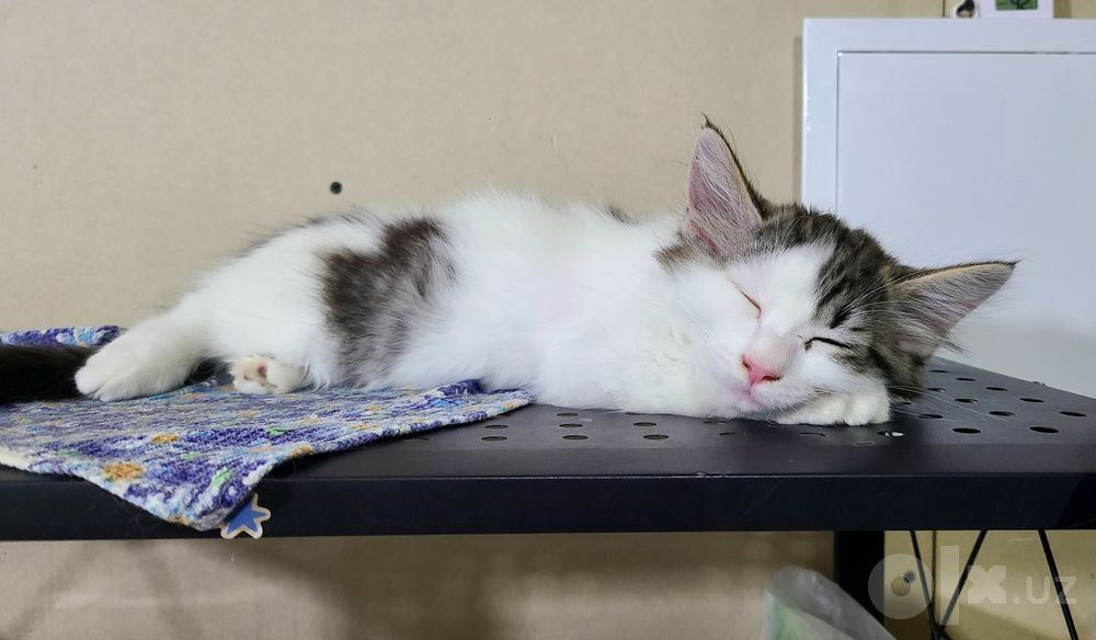 Котенок, мальчик 2,5 месяца ищет дом, домашний