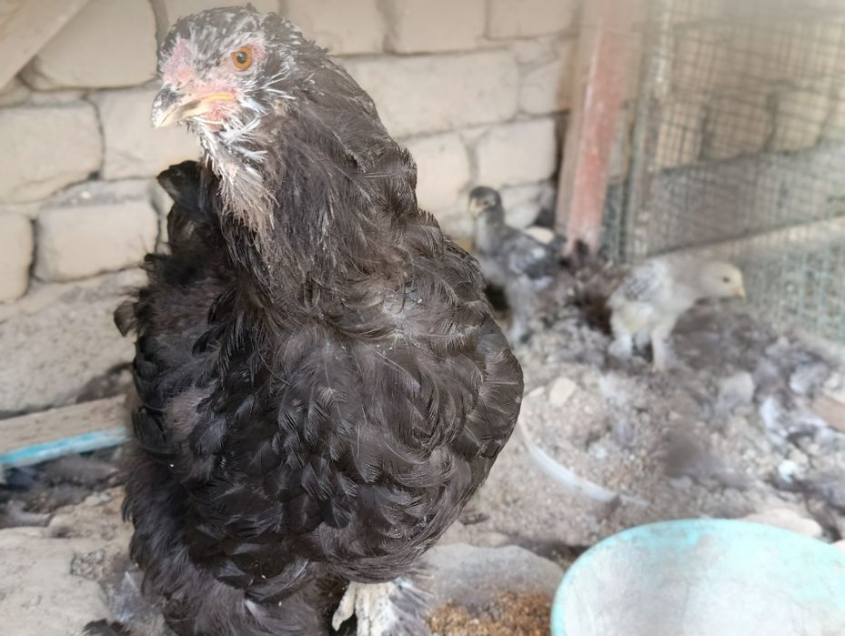 4 та товуқ + 1 та хўрози