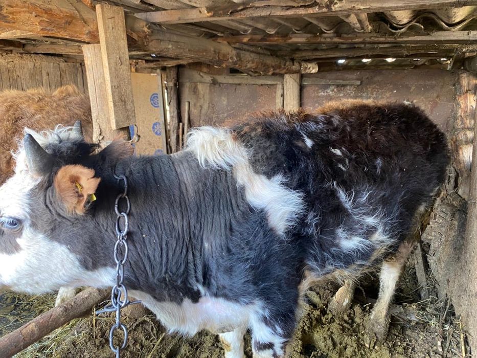 Продам бычков годовалых